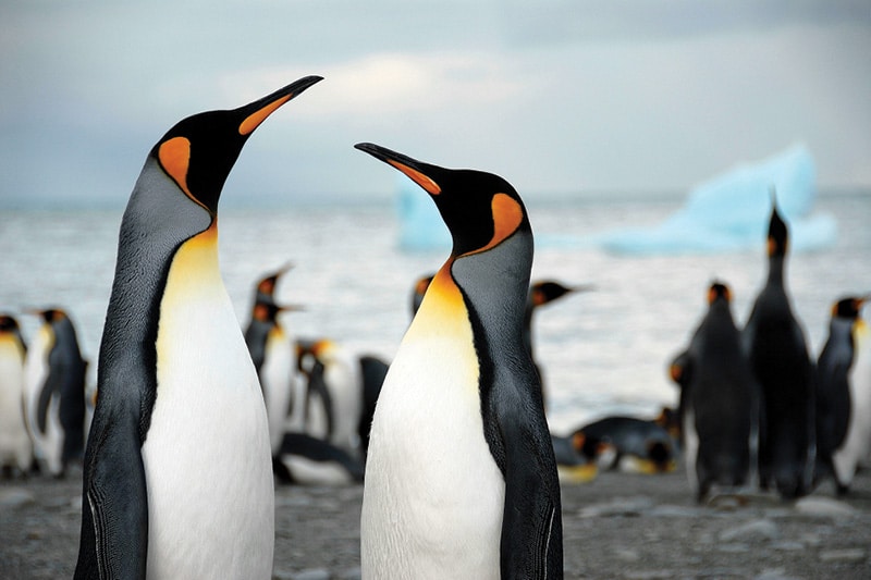 Photo of Callister King Penguins